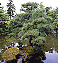 庭園