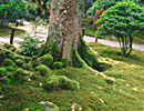 庭園